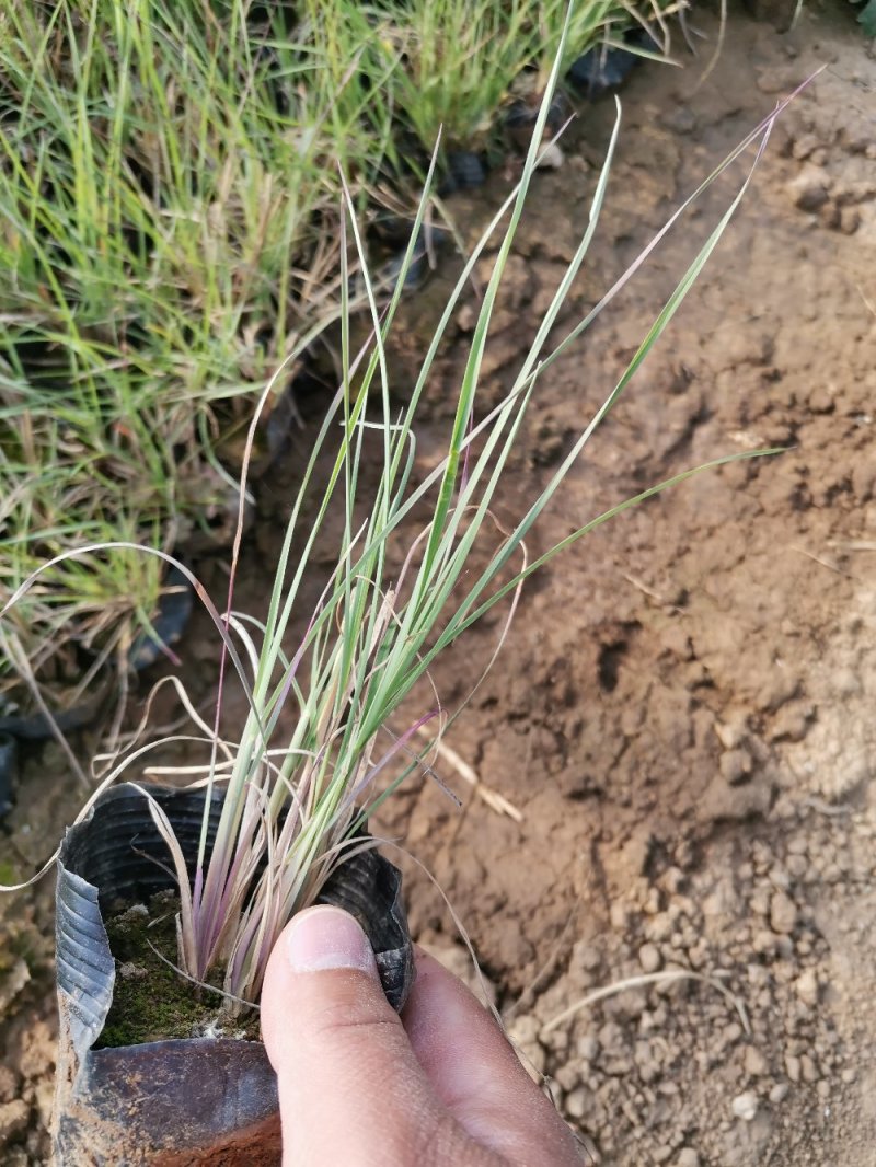 须芒草产地直发量大优惠营养钵苗多芽