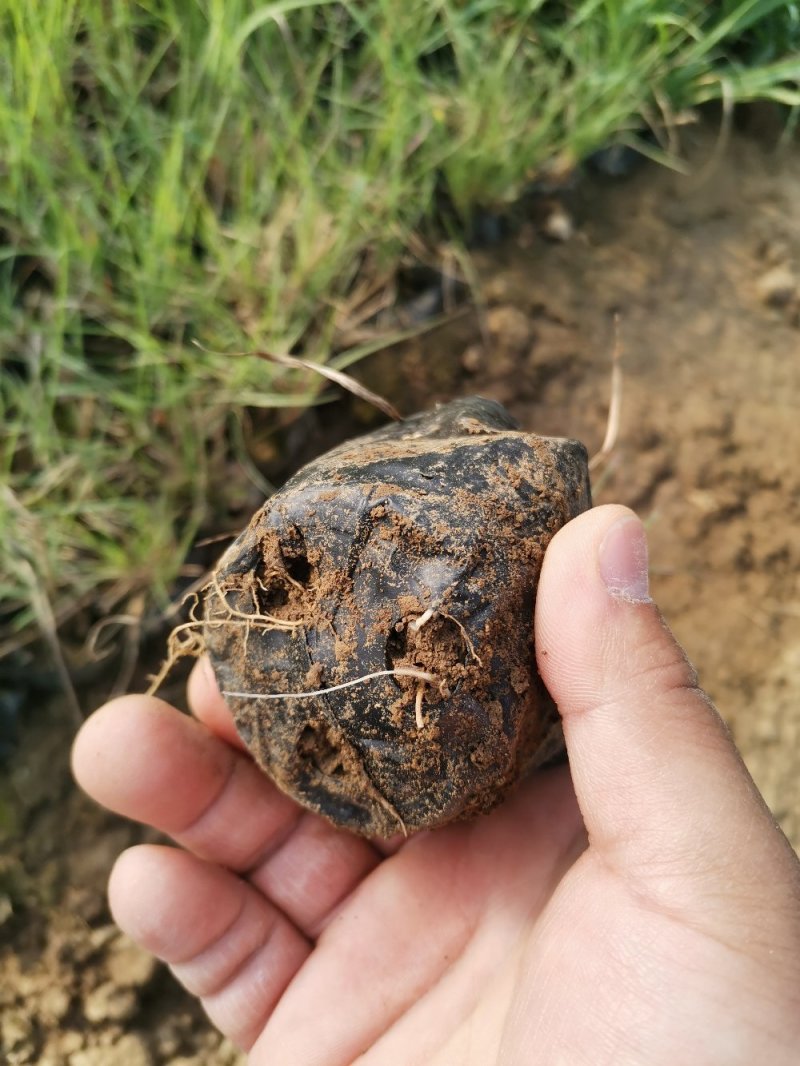 须芒草产地直发量大优惠营养钵苗多芽