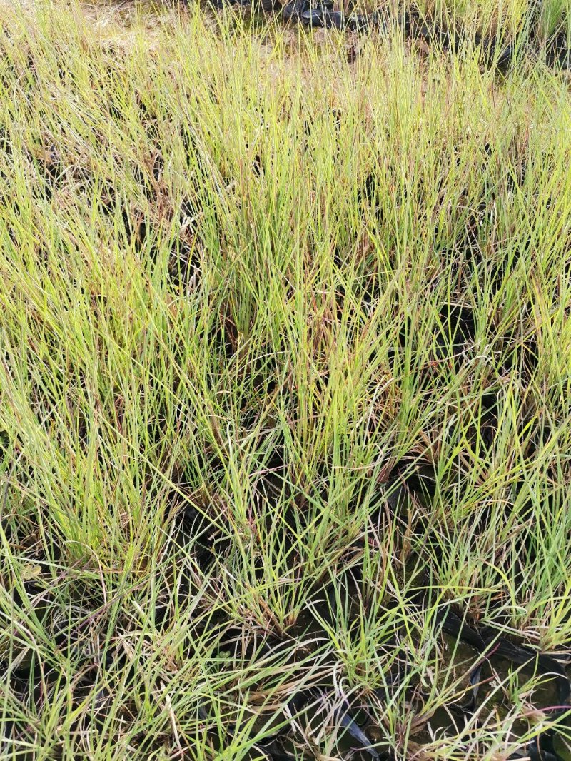 须芒草产地直发量大优惠营养钵苗多芽