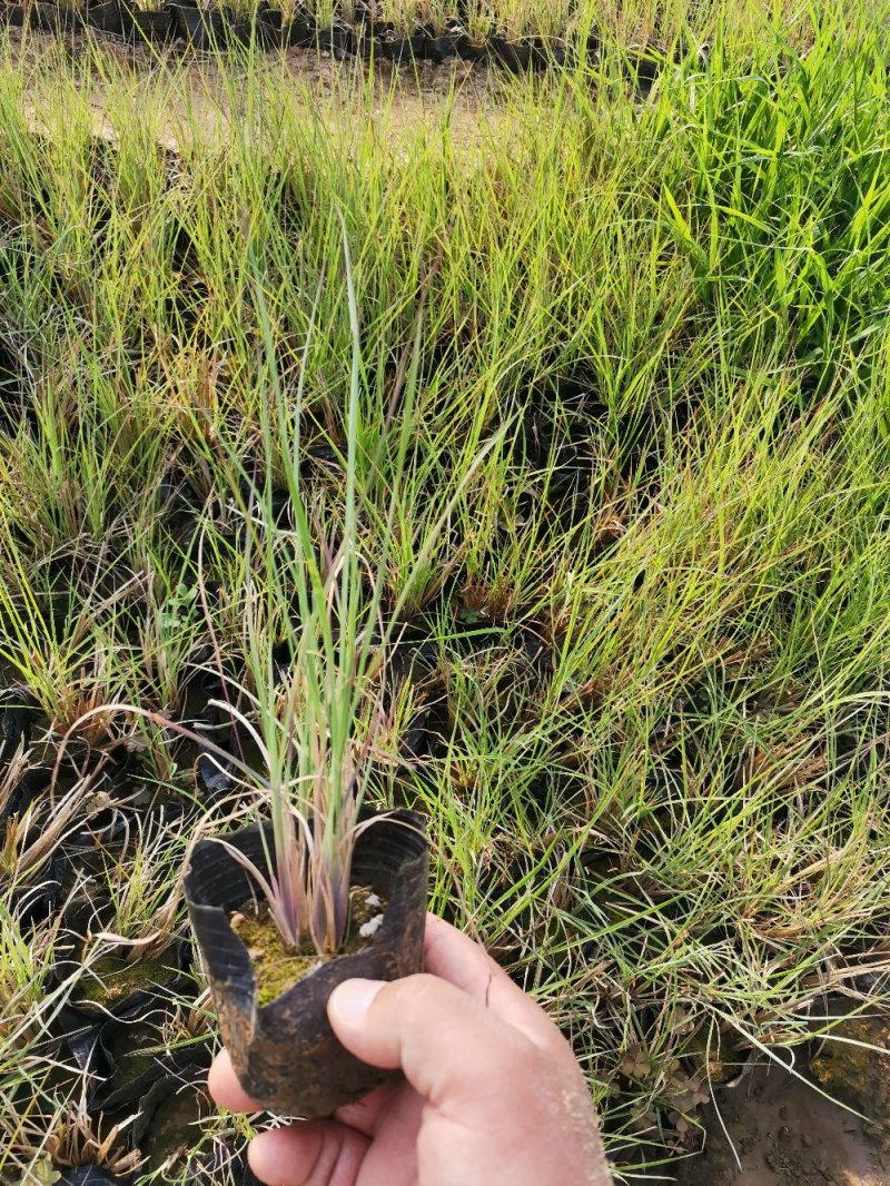 须芒草产地直发量大优惠营养钵苗多芽