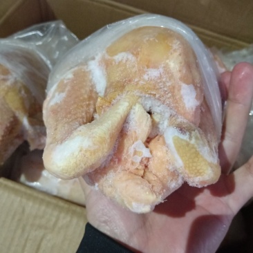 盘腿白条鸡小规格三黄鸡