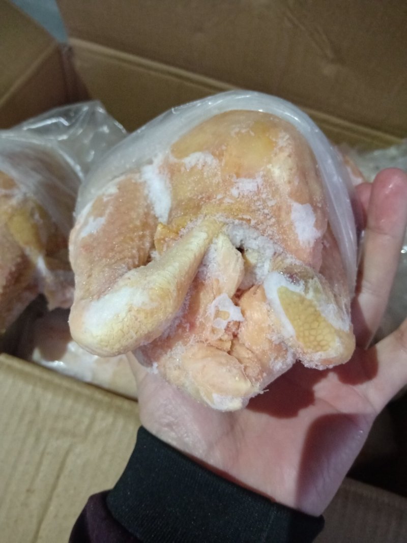 盘腿白条鸡小规格三黄鸡