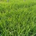 画眉草宽叶画眉草量大可优惠多芽画眉草
