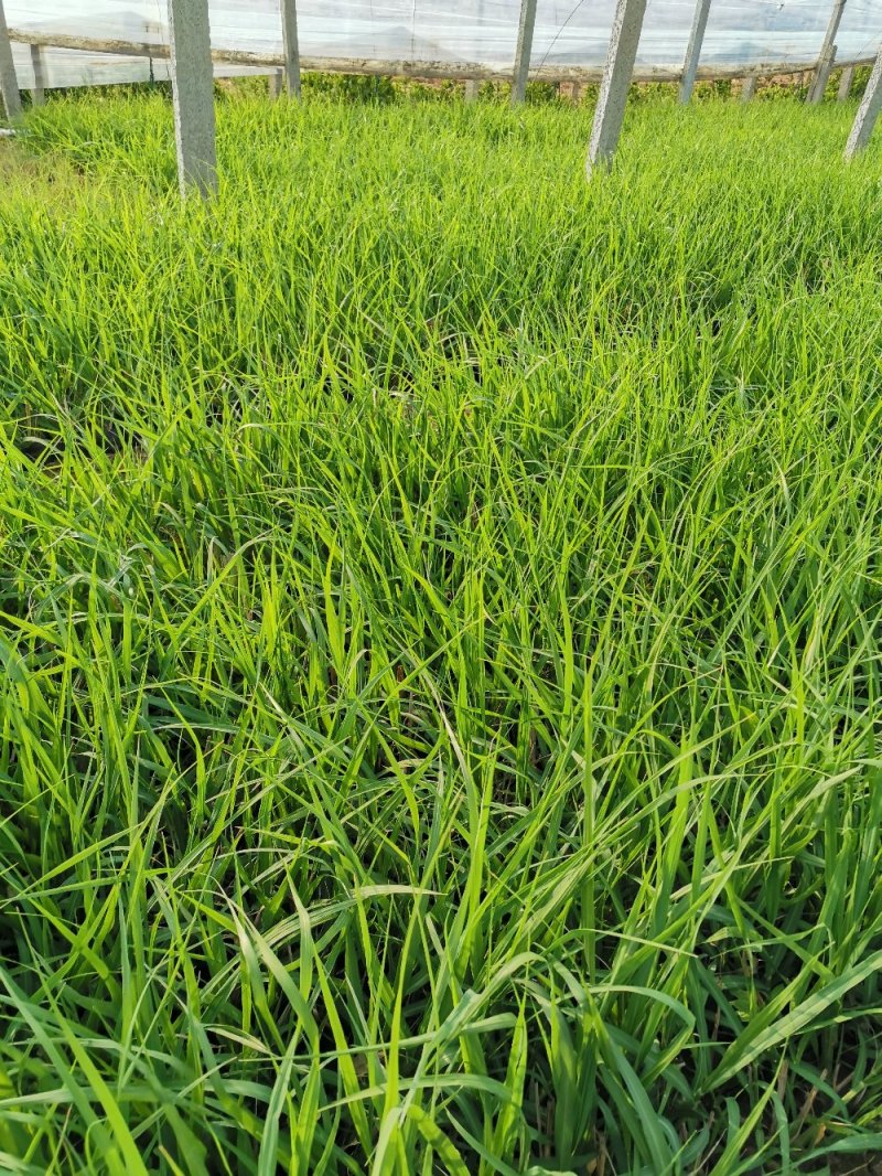 画眉草宽叶画眉草量大可优惠多芽画眉草