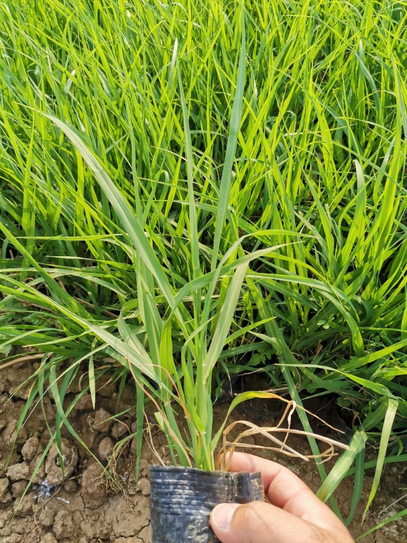 画眉草宽叶画眉草量大可优惠多芽画眉草