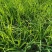 画眉草宽叶画眉草量大可优惠多芽画眉草