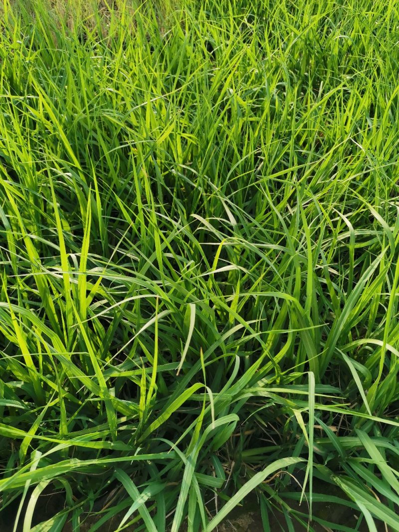 画眉草宽叶画眉草量大可优惠多芽画眉草