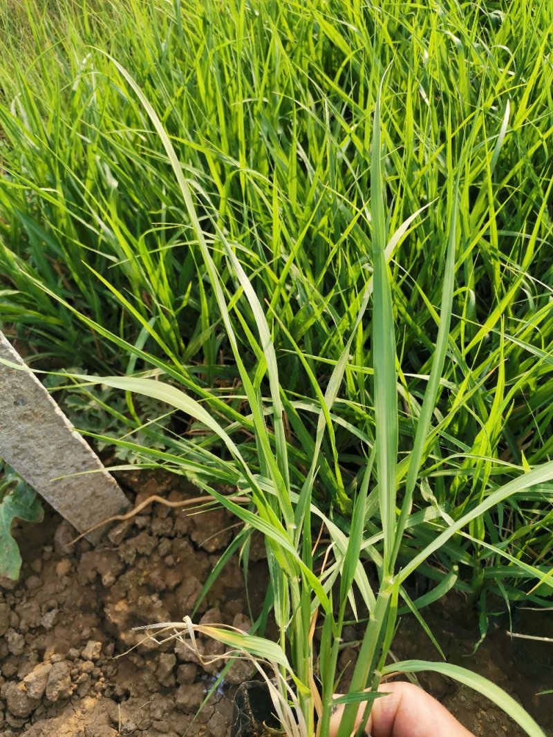 画眉草宽叶画眉草量大可优惠多芽画眉草