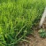 画眉草宽叶画眉草量大可优惠多芽画眉草