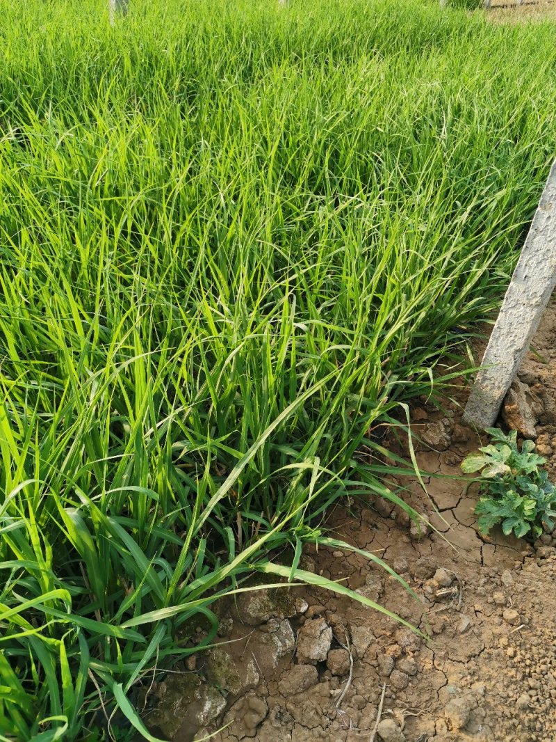 画眉草宽叶画眉草量大可优惠多芽画眉草