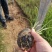 画眉草宽叶画眉草量大可优惠多芽画眉草