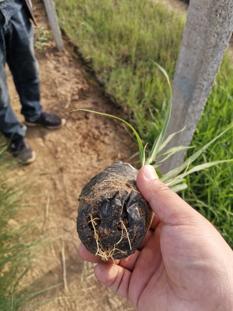 画眉草宽叶画眉草量大可优惠多芽画眉草