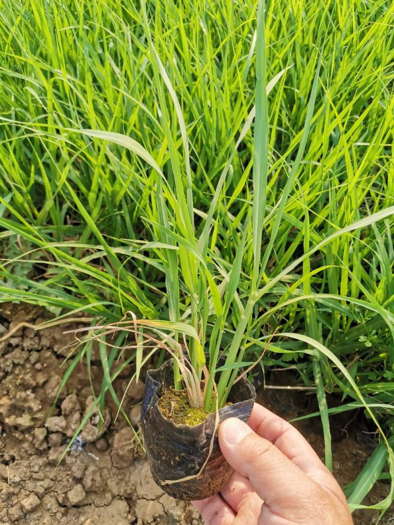 画眉草宽叶画眉草量大可优惠多芽画眉草
