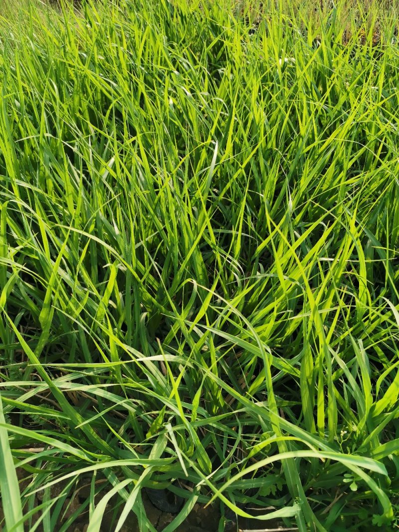 画眉草宽叶画眉草量大可优惠多芽画眉草