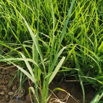 画眉草宽叶画眉草量大可优惠多芽画眉草