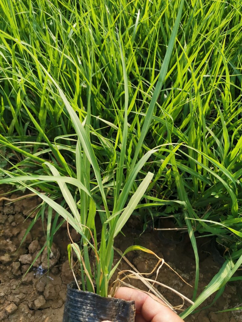 画眉草宽叶画眉草量大可优惠多芽画眉草