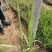 画眉草宽叶画眉草量大可优惠多芽画眉草
