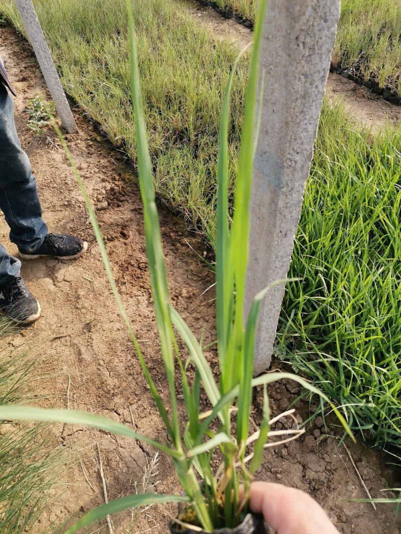 画眉草宽叶画眉草量大可优惠多芽画眉草