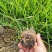 画眉草宽叶画眉草量大可优惠多芽画眉草