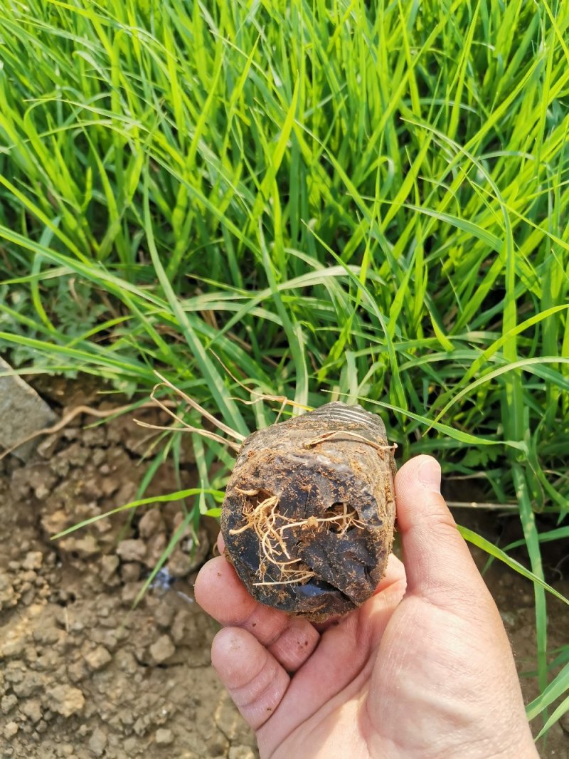 画眉草宽叶画眉草量大可优惠多芽画眉草