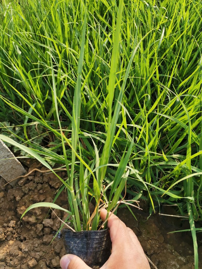 画眉草宽叶画眉草量大可优惠多芽画眉草