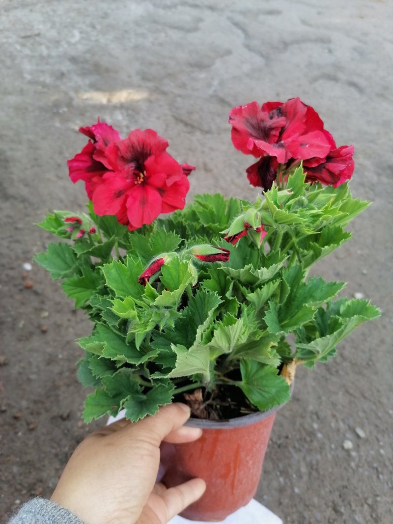 优质蝴蝶梅，青州基地直发