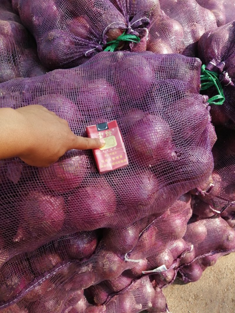 洋葱