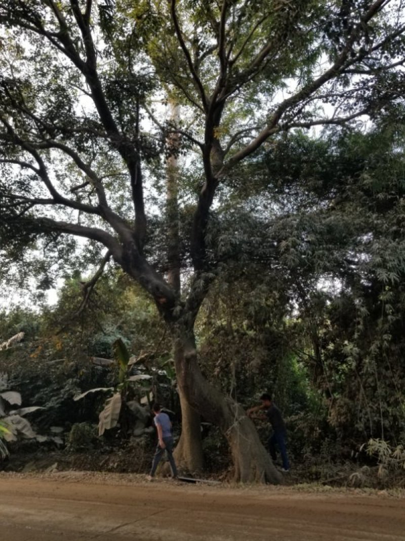 70公分朴树.广东惠州