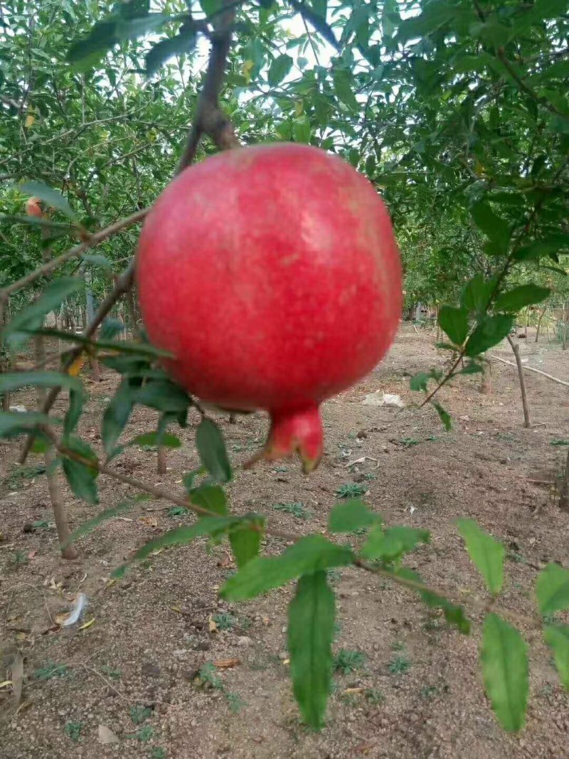 突尼斯软籽石榴树苗南北种植全国出售中