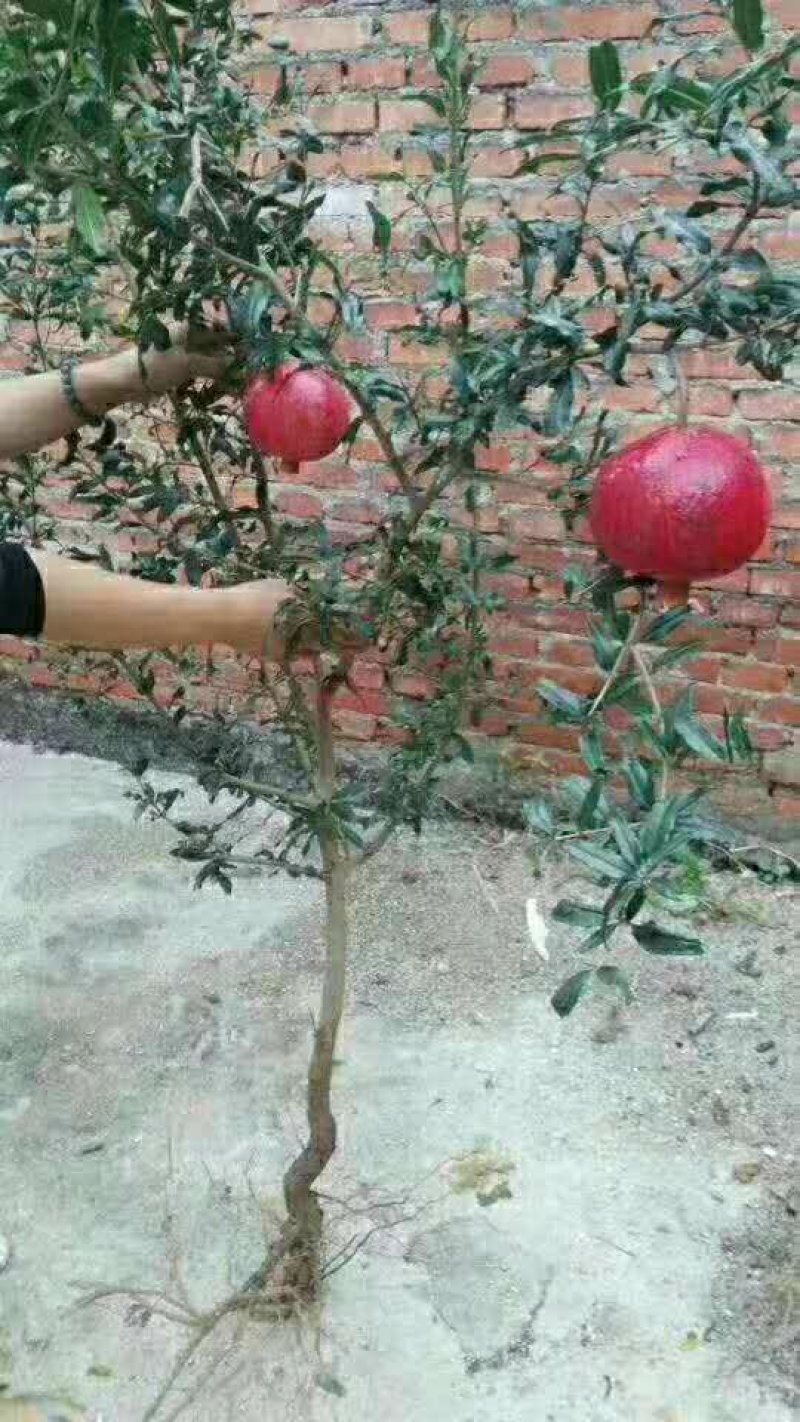 突尼斯软籽石榴树苗南北种植全国出售中