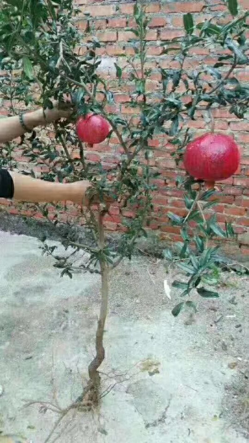 突尼斯软籽石榴树苗南北种植全国出售中