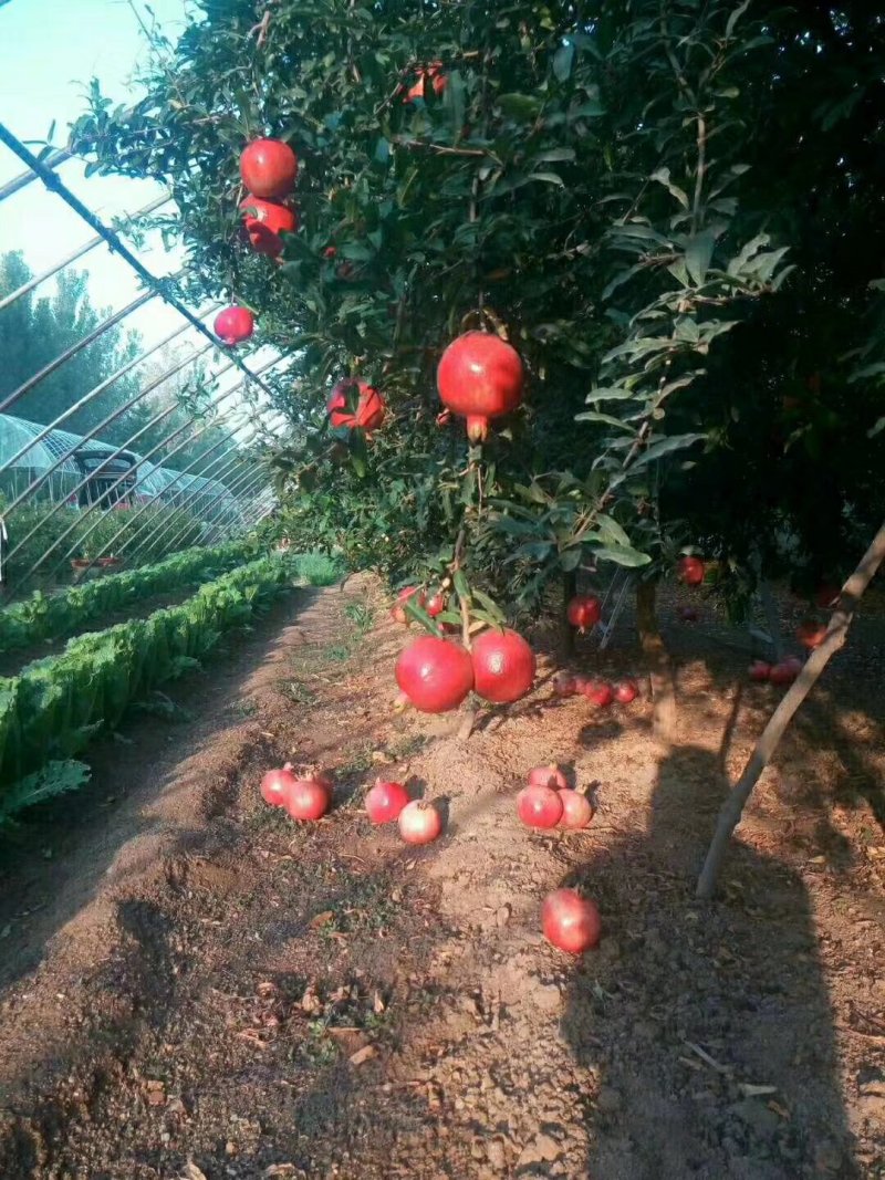 突尼斯软籽石榴树苗南北种植全国出售中