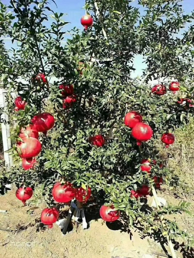 突尼斯软籽石榴树苗南北种植全国出售中