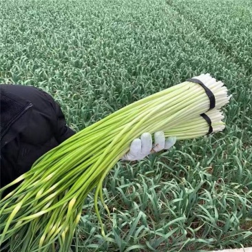 富平白帽蒜苔早熟中熟晚熟白长新鲜现抽现收