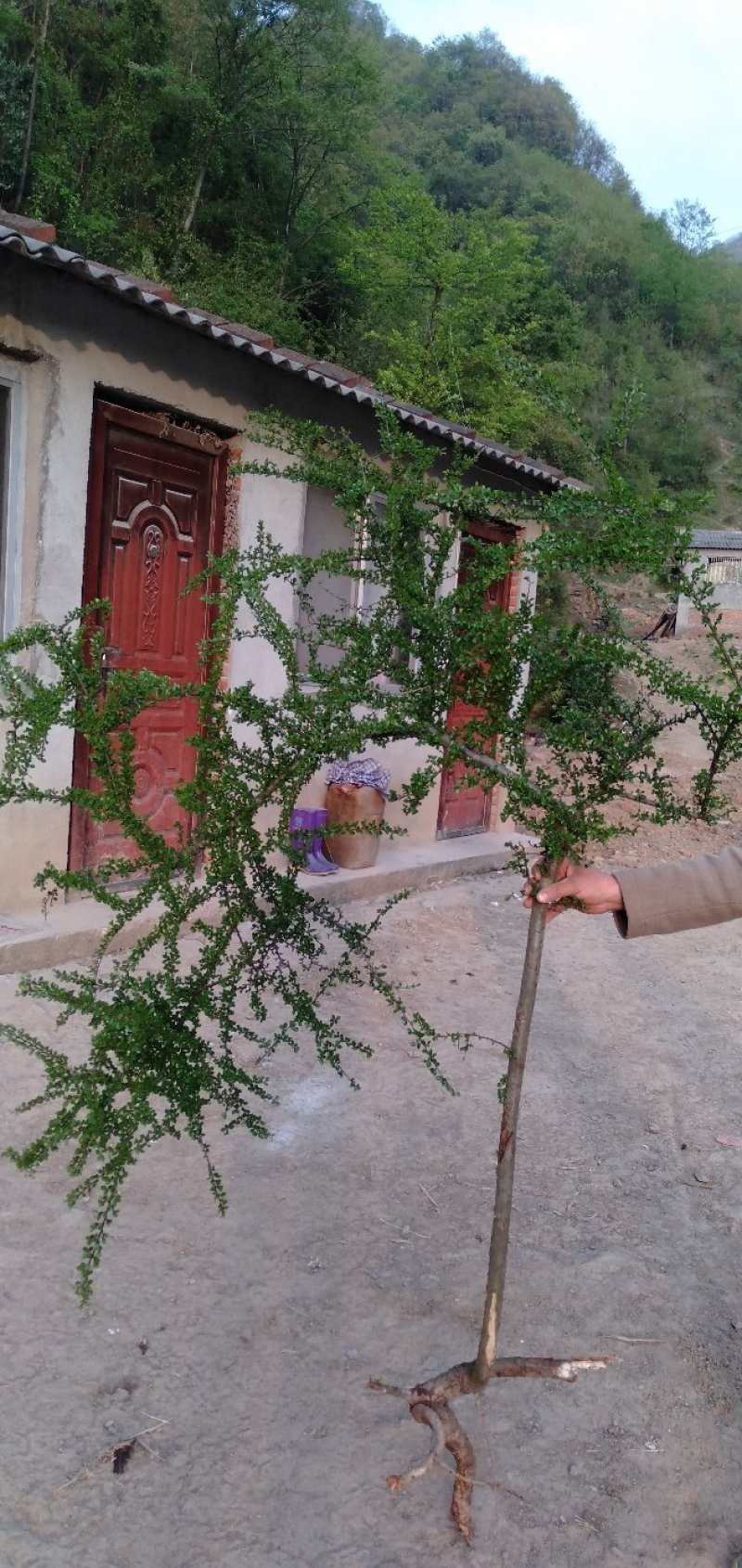 小叶荀子