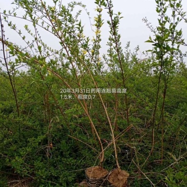 山西营养杯连翘苗，16杯。5个分枝以上的连翘苗带土球