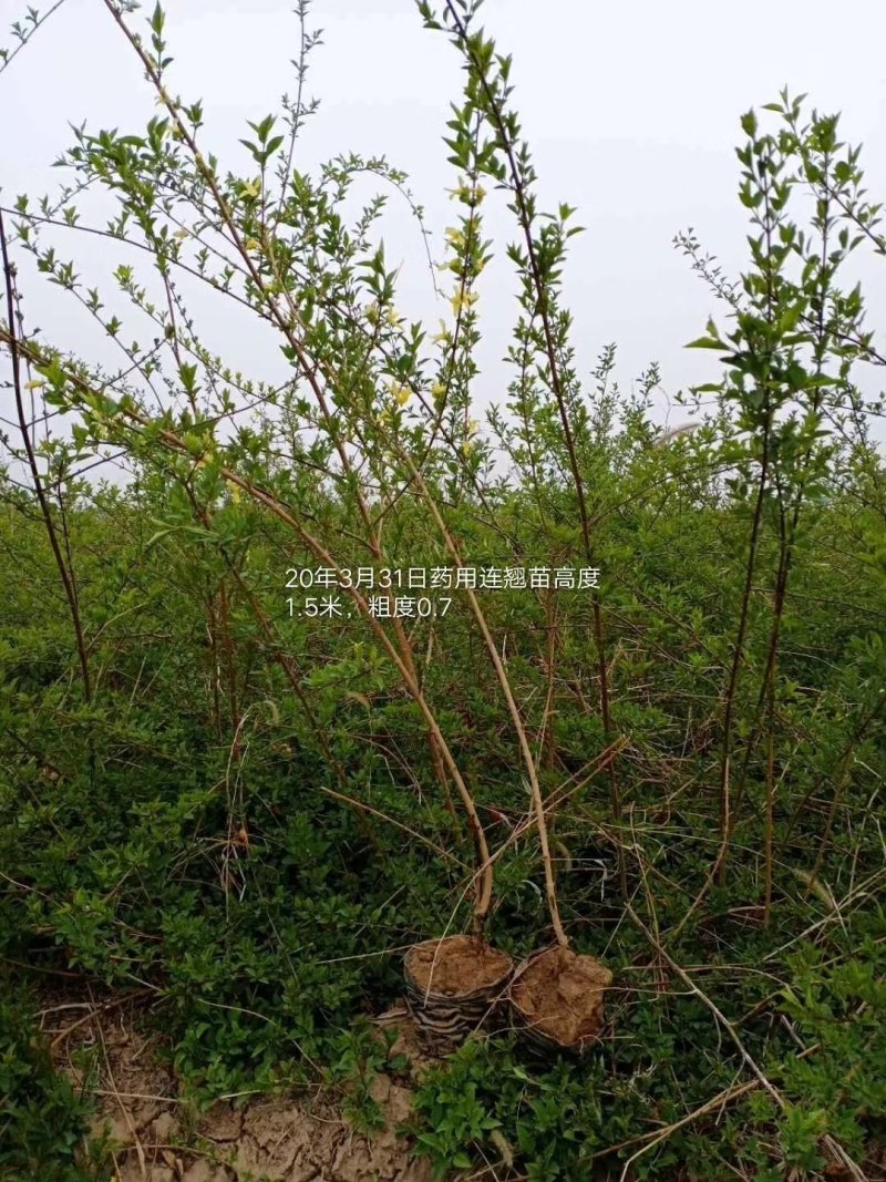 山西营养杯连翘苗，16杯。5个分枝以上的连翘苗带土球
