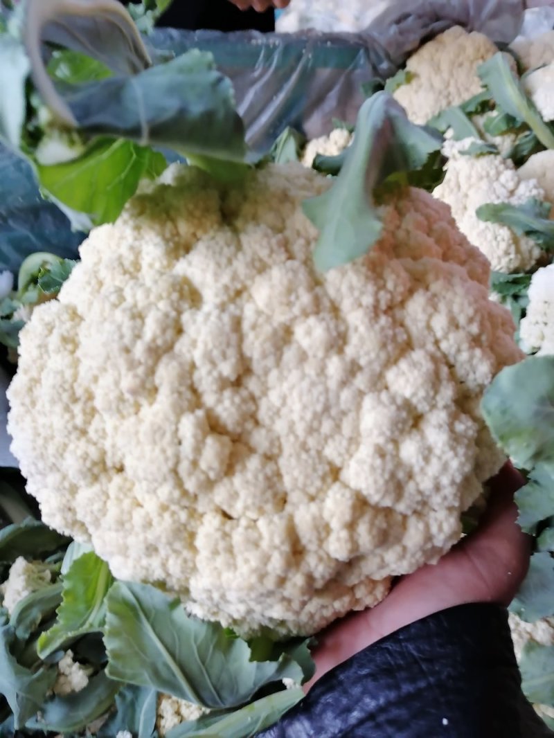 有机花，个头匀实，一斤半到三斤半有机，实话，小米花