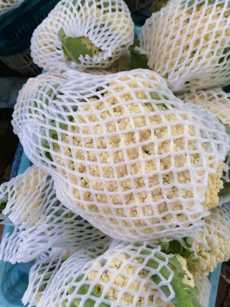 有机花，个头匀实，一斤半到三斤半有机，实话，小米花