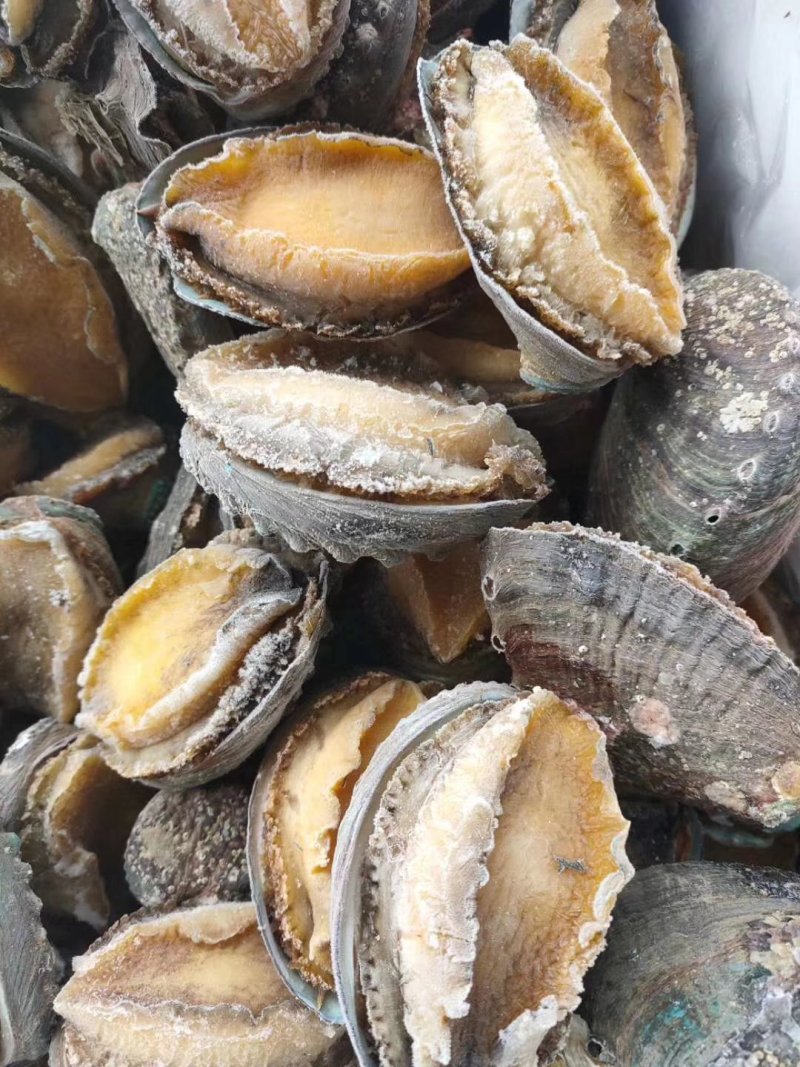 鲍鱼6头15头都有活鲍速冻漂烫锁鲜脆爽不硬