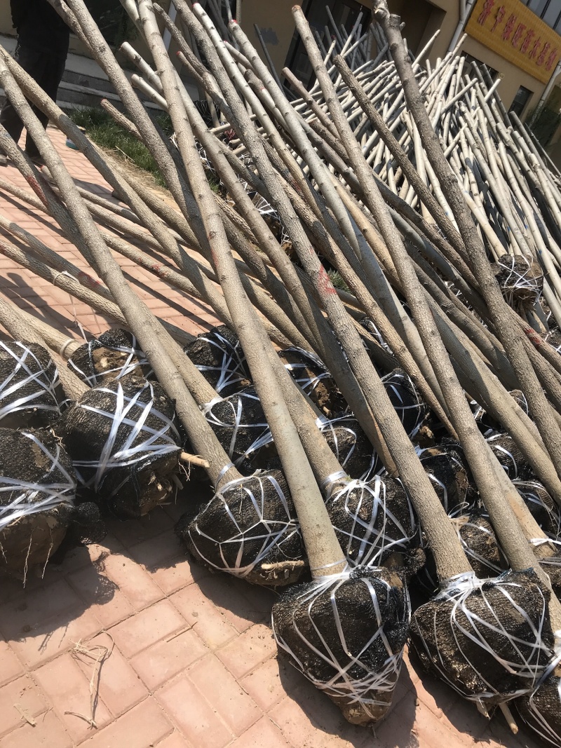 白蜡树苗绿植白蜡速生白蜡规格3-15公分基地直销全国