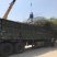 白蜡树苗绿植白蜡速生白蜡规格3-15公分基地直销全国