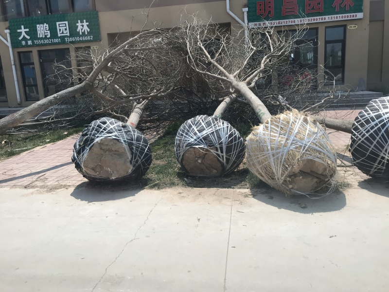 白蜡树苗绿植白蜡速生白蜡规格3-15公分基地直销全国
