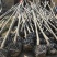 白蜡树苗绿植白蜡速生白蜡规格3-15公分基地直销全国