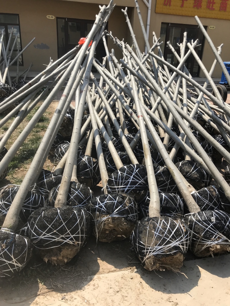 白蜡树苗绿植白蜡速生白蜡规格3-15公分基地直销全国