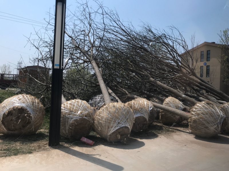 白蜡树苗绿植白蜡速生白蜡规格3-15公分基地直销全国