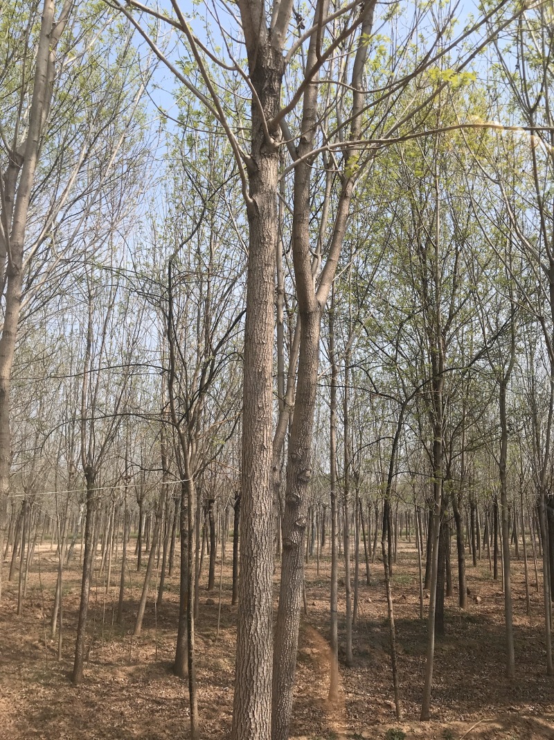 白蜡树苗绿植白蜡速生白蜡规格3-15公分基地直销全国