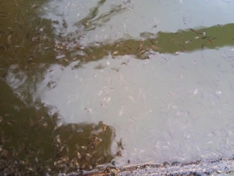 优质黄颡鱼(黄骨鱼)水花苗，一手货源，无中间商。
