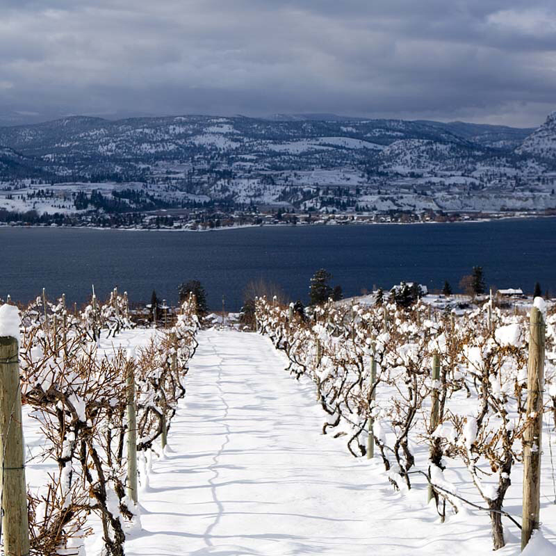 【有好货】冰葡萄苗北冰红葡萄苗冬天不下架葡萄苗