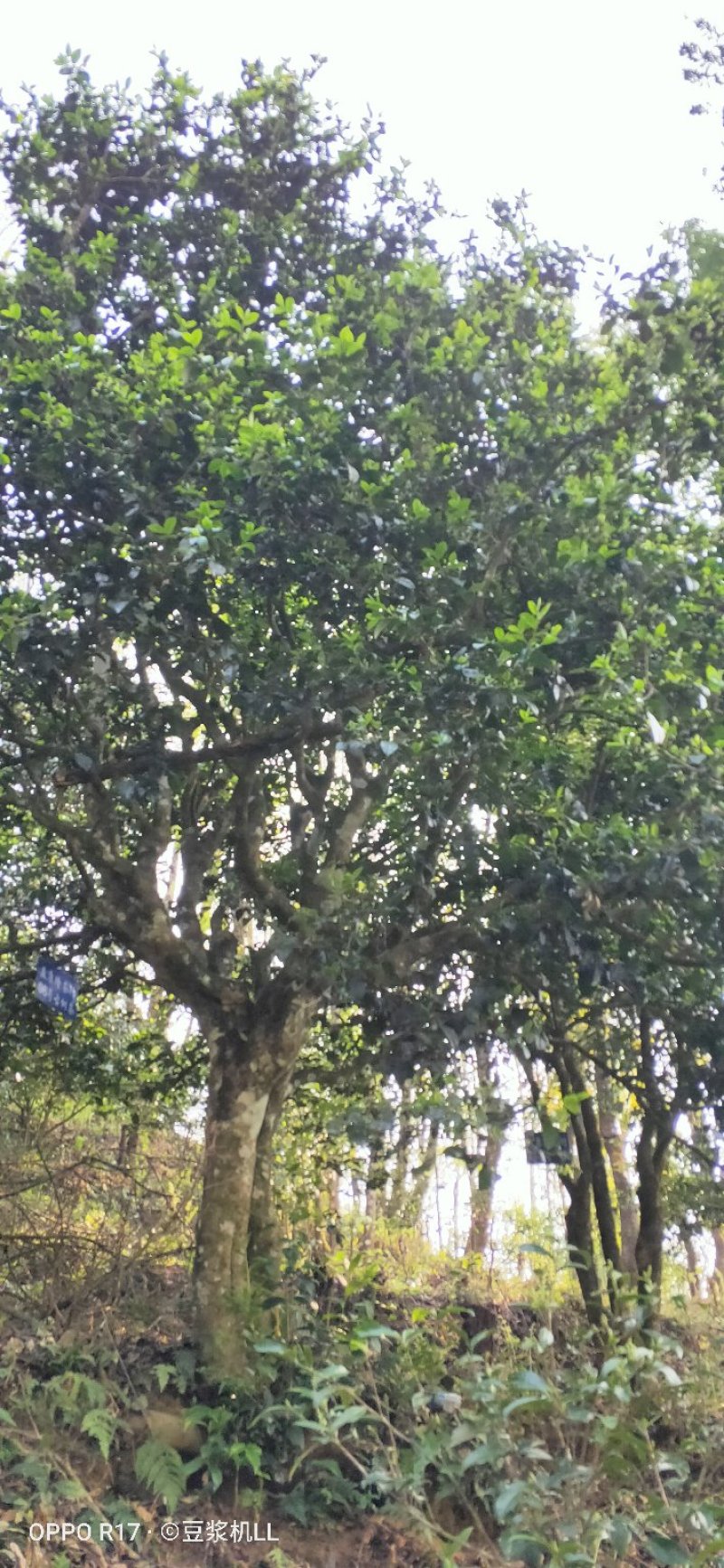 普洱茶古树黑条茶